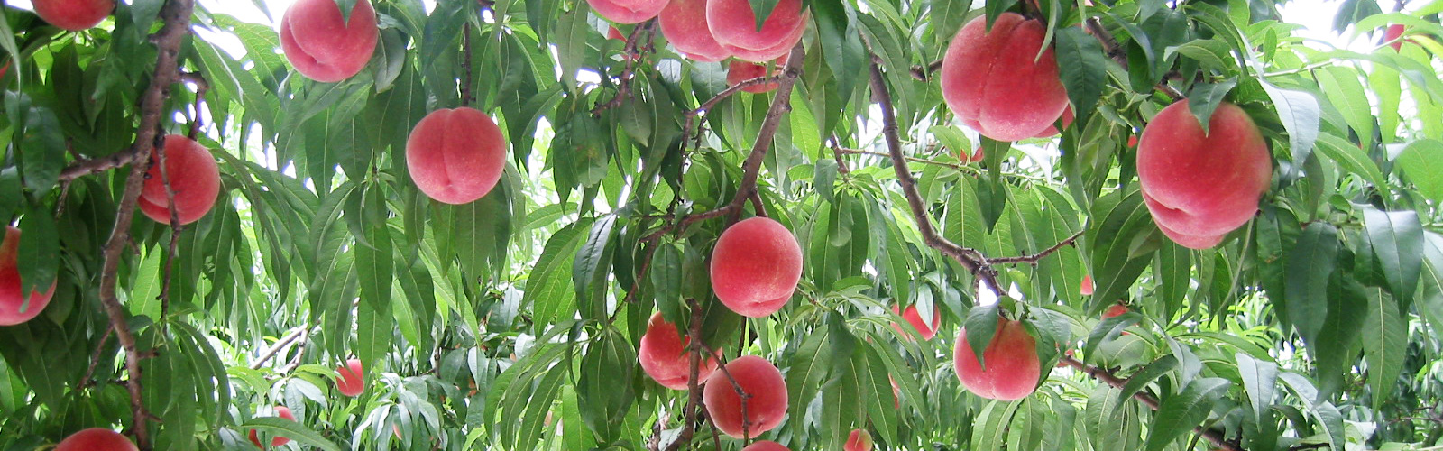 img-detail-52