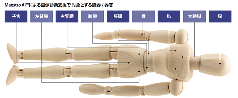 図6：Maestro AI🄬による画像診断支援で対象とする臓器および器官